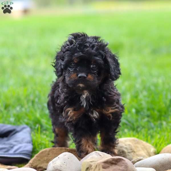 Jake, Cavapoo Puppy